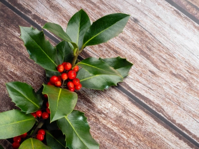 How to Care for Your Holiday Plants and Flowers