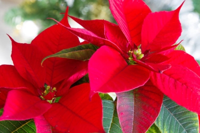 The meaning of Christmas Flowers