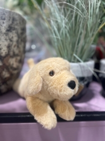 Labrador Teddy